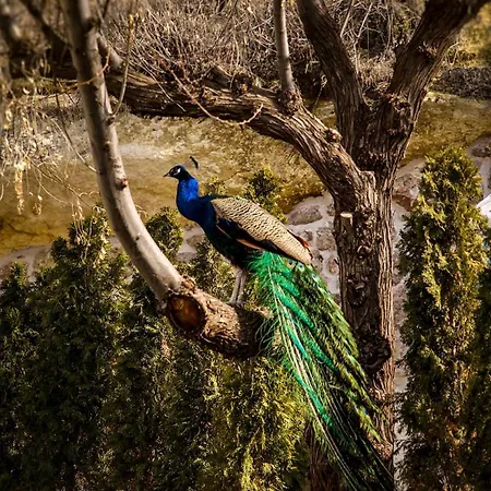 Ajwa Cappadocia - Preferred Legend Collection 5* Mustafapasa