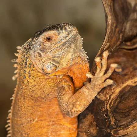 Ajwa Cappadocia - Preferred Legend Collection 5* Mustafapaşa