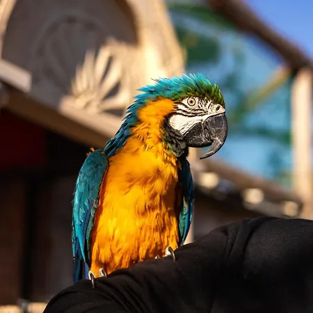 ホテル Ajwa Cappadocia - Preferred Legend Collection
