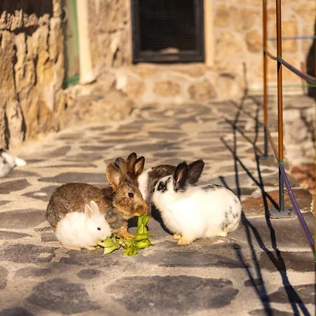 Ajwa Cappadocia - Preferred Legend Collection