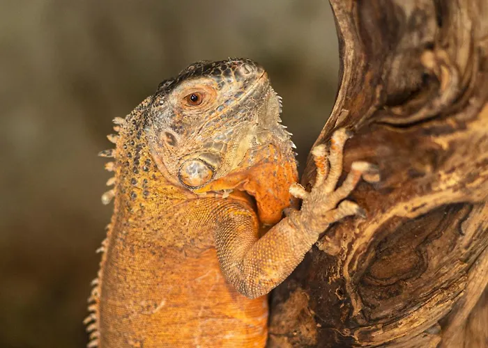 Ajwa Cappadocia - Preferred Legend Collection 5* Mustafapaşa
