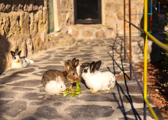 Ajwa Cappadocia - Preferred Legend Collection